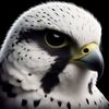 al755514070071thebird
