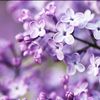 burble.flower