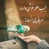 shapoor.shahin