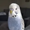 jupiter.the.budgie.xxx