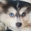 spikeythepomsky