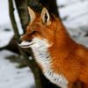 foxey27