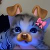 mya.falcon6