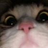avilesz3