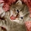 antonina_norambuena