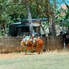 dhika_lagi_galau