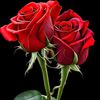 adeelahmad1328usman_pmln