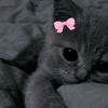 mss_susu21