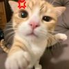 meowatommonateow