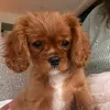 cavipups