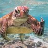 iloveturtles049