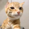 minh.khai0918
