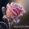 hawaomer138