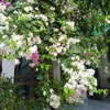 nguyen_thuy_2023
