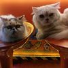 leoandlayla2