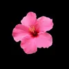 emma.rpl2