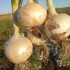 kurdistanagrimodren