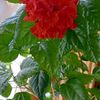 leah_alison066