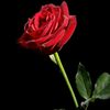 user3081049800529