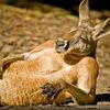 kangaroo_organ