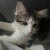 imthecatsmeow1