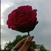 sedra_559z