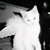 xxmisaqi