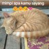 raffxd589