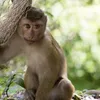 monkey43246