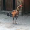 raja_kojang