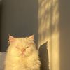 meowpatotie