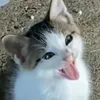 matchaoatlover
