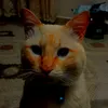 gamze.memedali