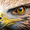 ojo_de_aguila1