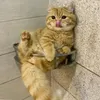 tongtai_lee77