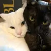 1li0x_