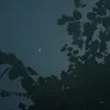 _trph.23