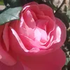 user6617602846004