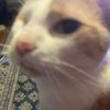 kaicat557