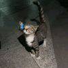 monn_mon4