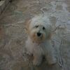 davood929
