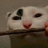 pandu000011