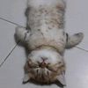 tyramysyu__