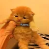 эндотризин
