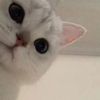 kittymeow83828