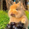 rabbit_pet07