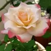 honey_rana786