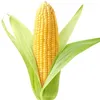 corn_617