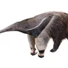 tamandua_bandeira10