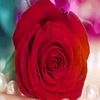 ayesha.ayeshaumar